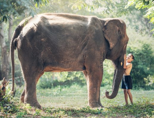 Enfant éléphant