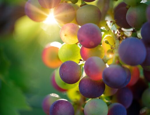 grapes-3550733_1280