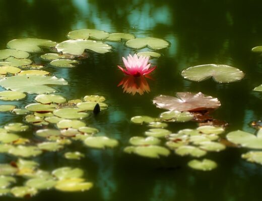 water-lily-664087_1280